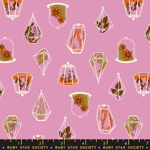 Calathea - Terrarium - Kiss